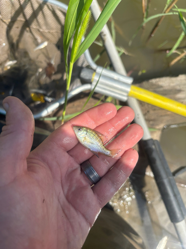 Bluegill