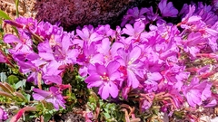 Epilobium obcordatum, photograph (c) James Fowler, some rights reserved (CC BY)