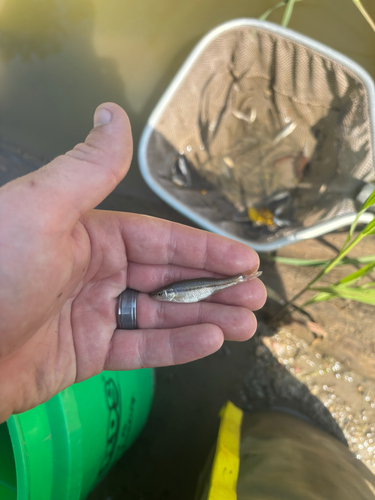 Creek Chub