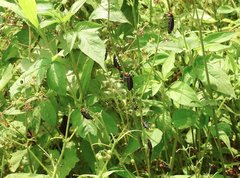 Epicauta mannerheimi