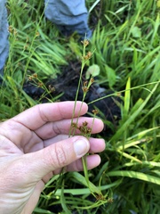 Rhynchospora filiformis