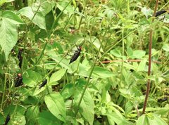 Epicauta mannerheimi