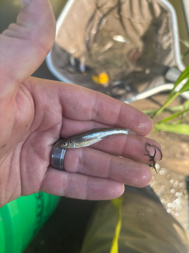 Bigmouth Shiner