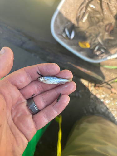Plains Sand Shiner