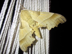Marumba quercus