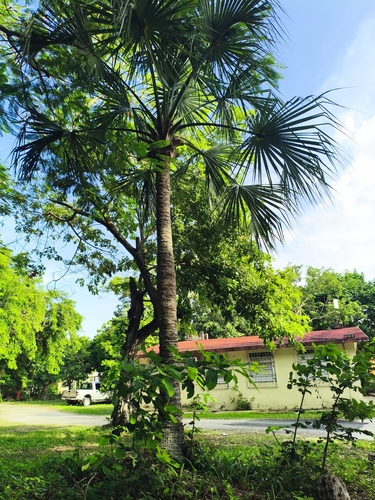 Thatch Palmetto