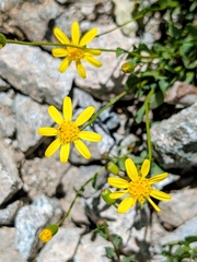 Senecio fremontii