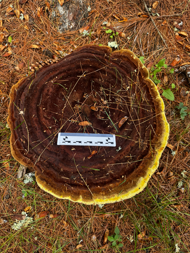 Phaeolus hispidoides · August 2026 · photo: Photo: (c) The Earthmonk Journal, some rights reserved (CC BY) · iNaturalist
