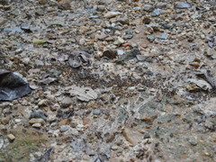 Macrotermes carbonarius