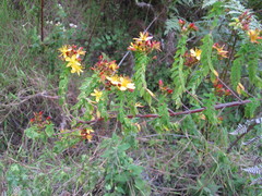 Hypericum quartinianum