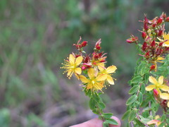 Hypericum quartinianum