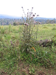 Carduus nyassanus