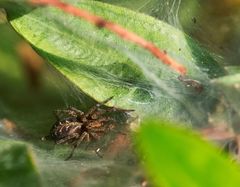 Agelena labyrinthica