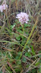 Armeria maritima californica
