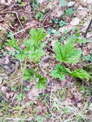 Ribes alpinum