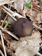 Strobilurus esculentus