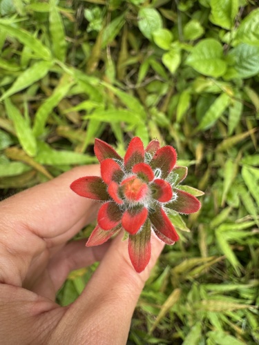 Castilleja arvensis observed 2026-08-27