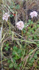Armeria maritima californica