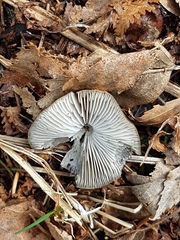 Strobilurus esculentus