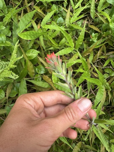 Castilleja arvensis, photograph 2