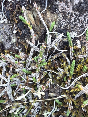 Cassiope lycopodioides observed 2026-08-25