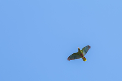 Amazona ventralis