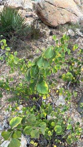 Styrax redivivus, 2026-08-27