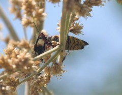 Apiomerus flaviventris
