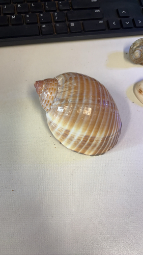 Tonna perdix observed 2026-08-27