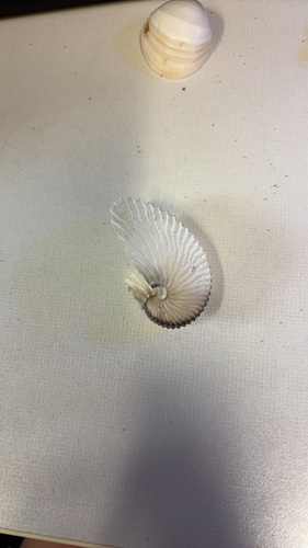 Nautilus, 2026-08-27
