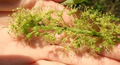 Periphyllus testudinaceus