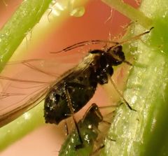 Periphyllus testudinaceus