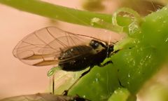 Periphyllus testudinaceus