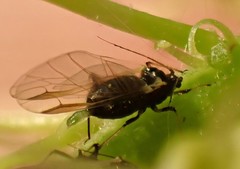 Periphyllus testudinaceus