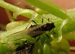 Periphyllus testudinaceus