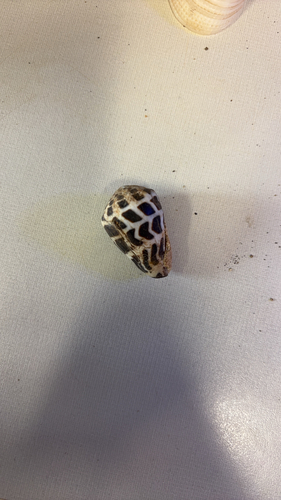 Conus ebraeus observed 2026-08-27