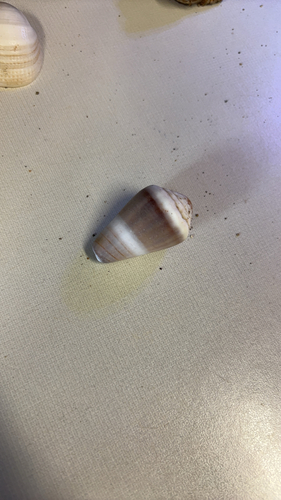 Conus lividus observed 2026-08-27