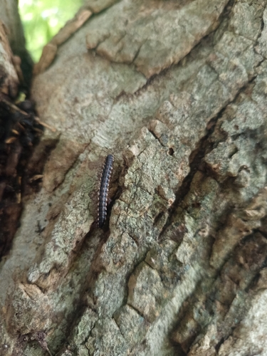 Chondrodesmus sabachanus