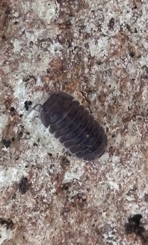 Little Sea Pill Woodlouse