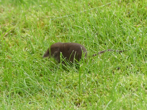 Masked Shrew observed by gus-van-vliet