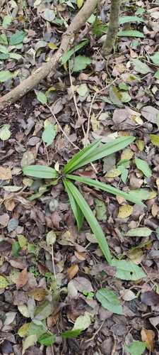 Chloraea membranacea, photograph 4
