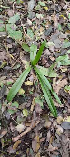 Chloraea membranacea, photograph 6