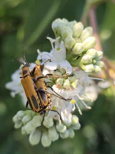 Goldenrod Soldier Beetle