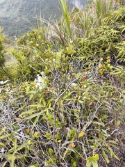 Rhododendron radians, photograph Ben Costamagna, CC BY, iNaturalist via GBIF