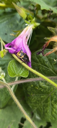 Euphoria basalis