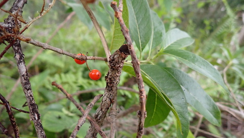 Coprosma pubens observed 2026-08-26