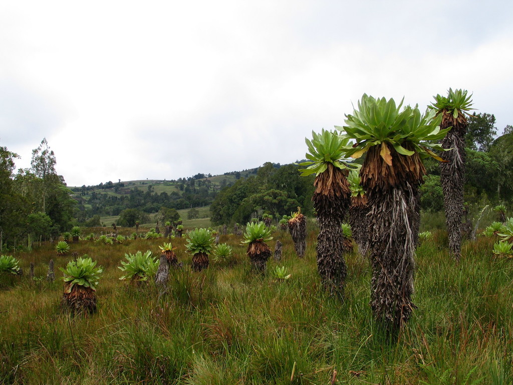 Dendrosenecio cheranganiensis