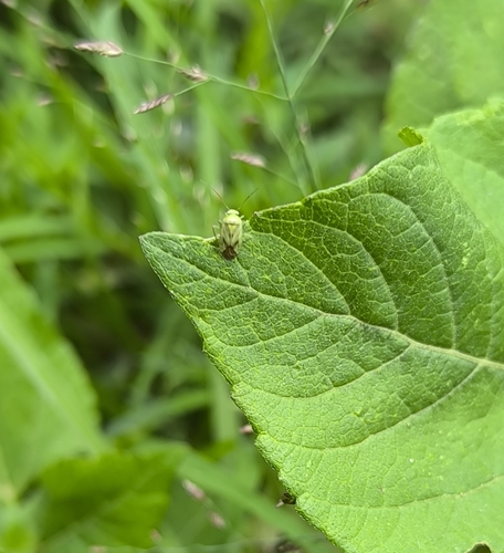 Broken-backed Bug