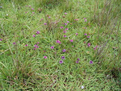 Trifolium simense