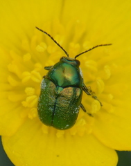 Cryptocephalus aureolus